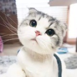 静岸