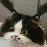 火炎焱