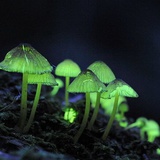 蘑菇蘑古力🍄