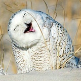 sqzhao
