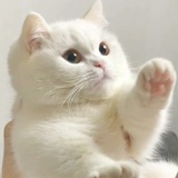 招财喵