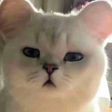 唐三十六
