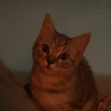 范猪皮