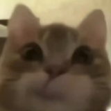 momo(大头版