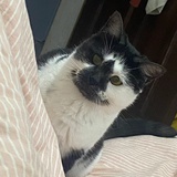 OREO