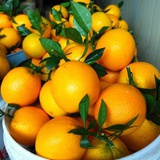 橙心橙意农产品