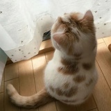 狗日子结束了