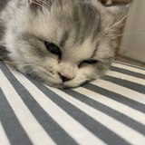 王得否