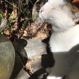 春十