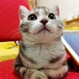 游儿
