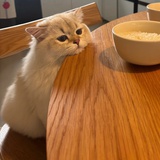 熊猫饲养员