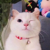 坚果