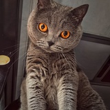 牛牛牛