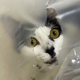 鹭纳醍