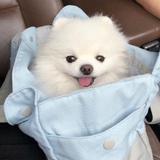 向日葵瓜子