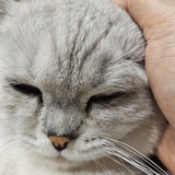 雪山金丝猴
