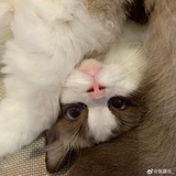 imew