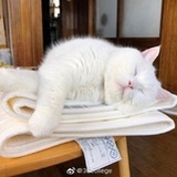 曾萍蘋