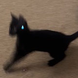 橙柄蔓绿绒