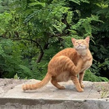 三猹剩