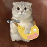 六扇门绝代狂花