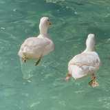 爱吃酸的永信美