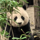 江停