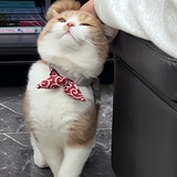 阿秋