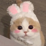 我是一颗胖胖