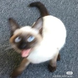 叶文洁