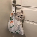 江小黑