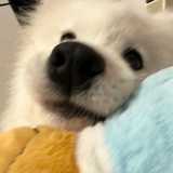 不吃西兰花
