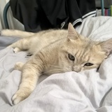 方枪枪