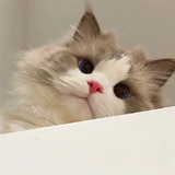 超自然小猫