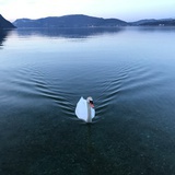 行走的狗