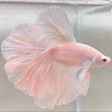 大甜甜