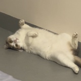 7V