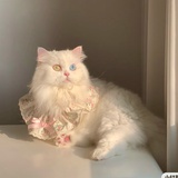 葵葵