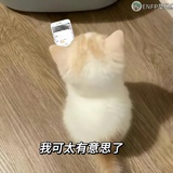 粉色的冬瓜