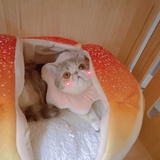 猪崽饲养员