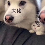 萨摩悦
