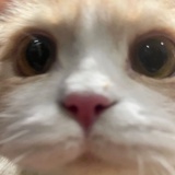 锅锅妹（退休版