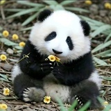 刘国梁（已离职