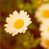 一花