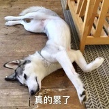 星星醉酒到处跑