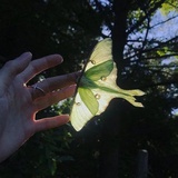 庆历四年月