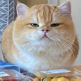 次嗷艹
