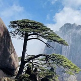 风陵渡
