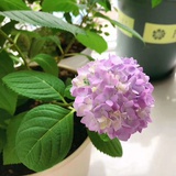 晴天