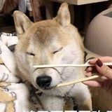吃素的大黄